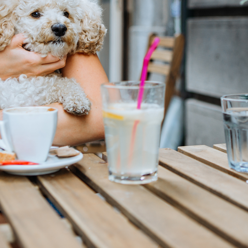 Dog friendly apartments in Southsea