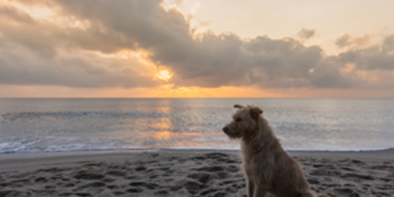 The Ultimate Guide to Dog Friendly Holidays in Southsea & Portsmouth