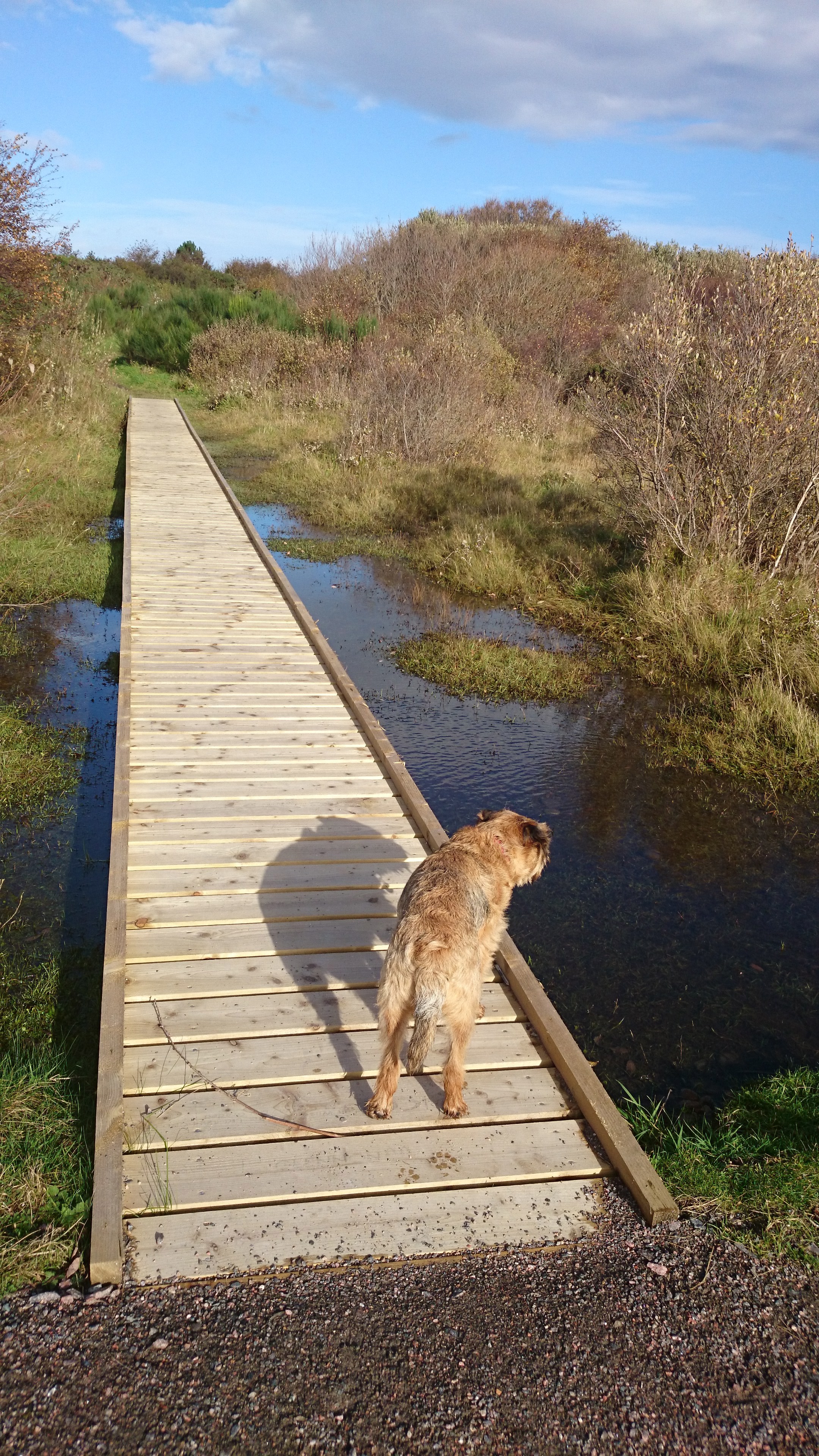 A boardwalk in Ardersier Common Ardersier Common has well surfaced paths with some boardwalks