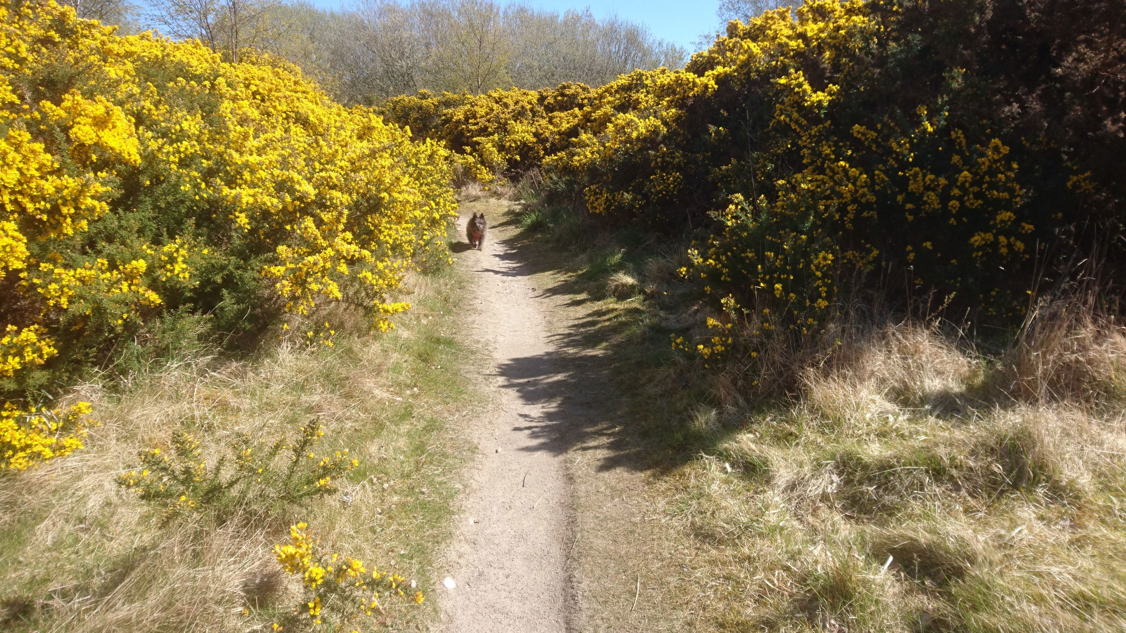 Ardersier Common is a lovely walk from the cottage The interior of Ardersier Common has lots of paths