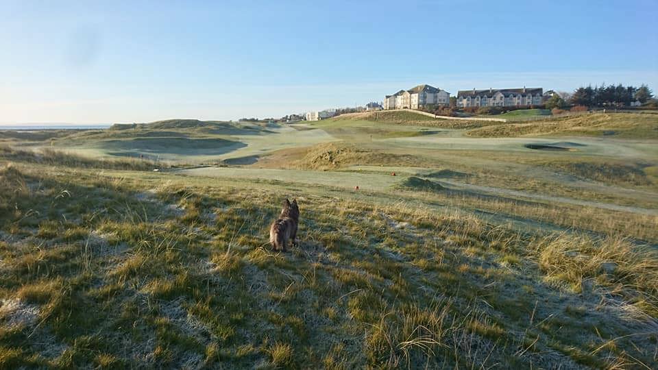 Brora golf course in November, a bit frosty Hamish inspecting a golf course