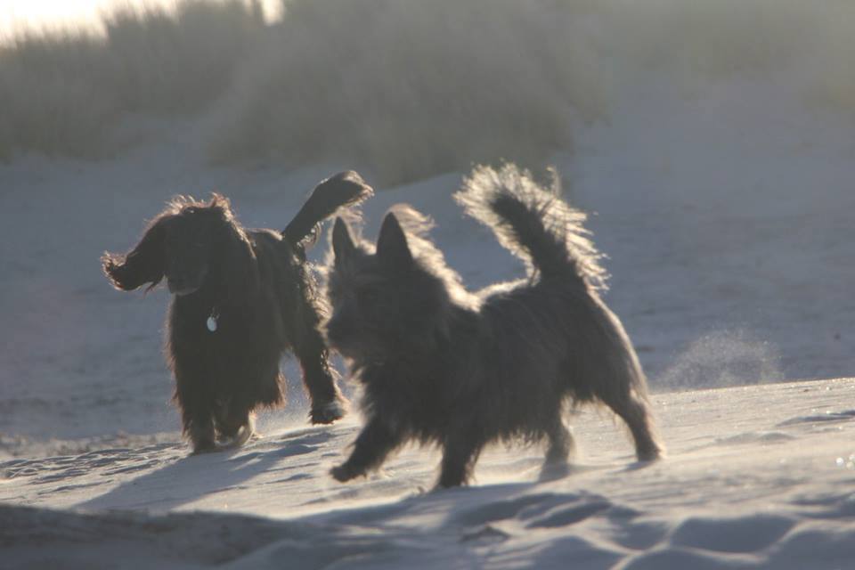 All beaches in the area are dog friendly all year round All beaches in the area are dog friendly all year round