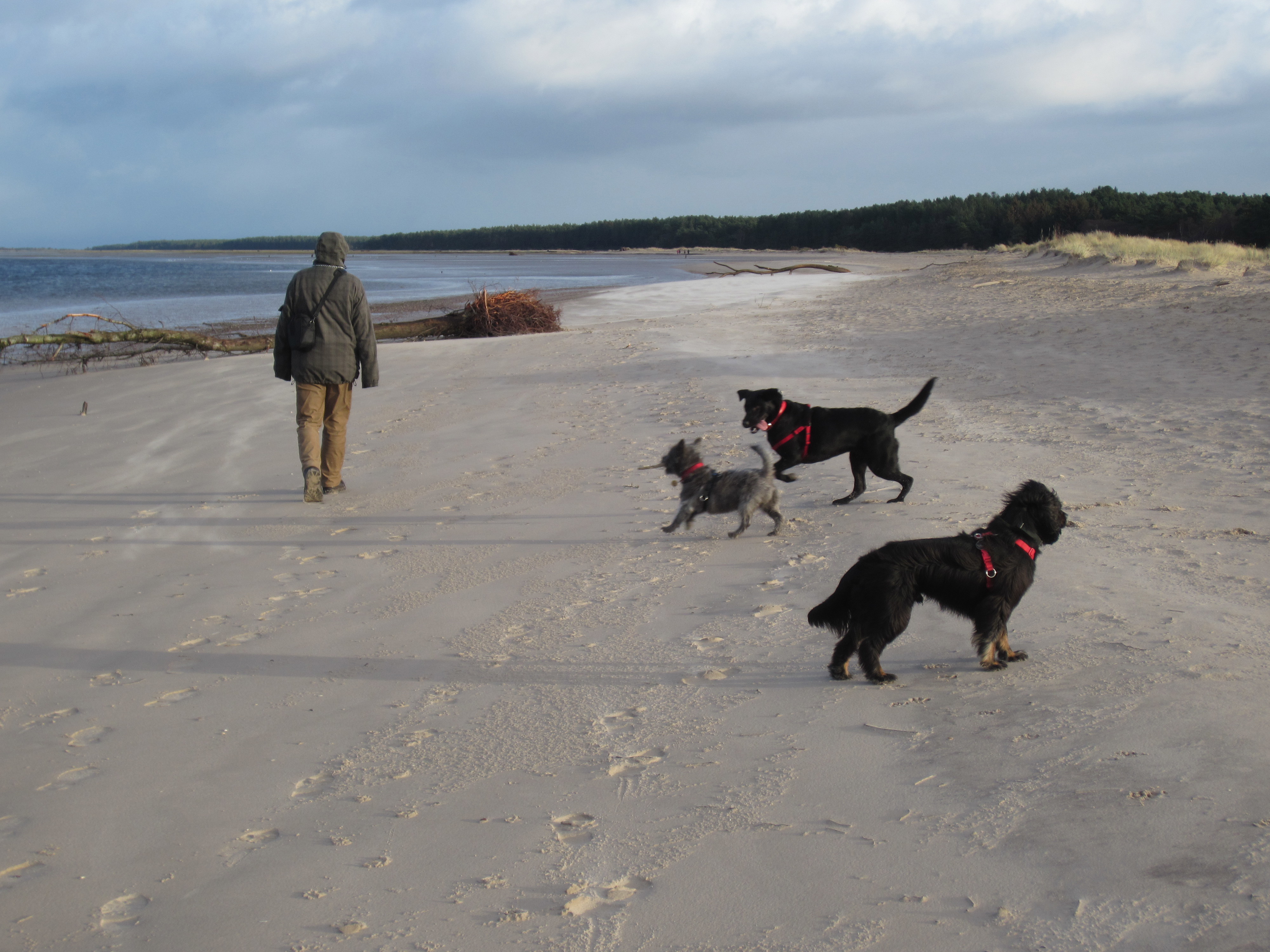 All beaches in this part of Scotland are dog friendly all year round All beaches in this part of Scotland are dog friendly all year round