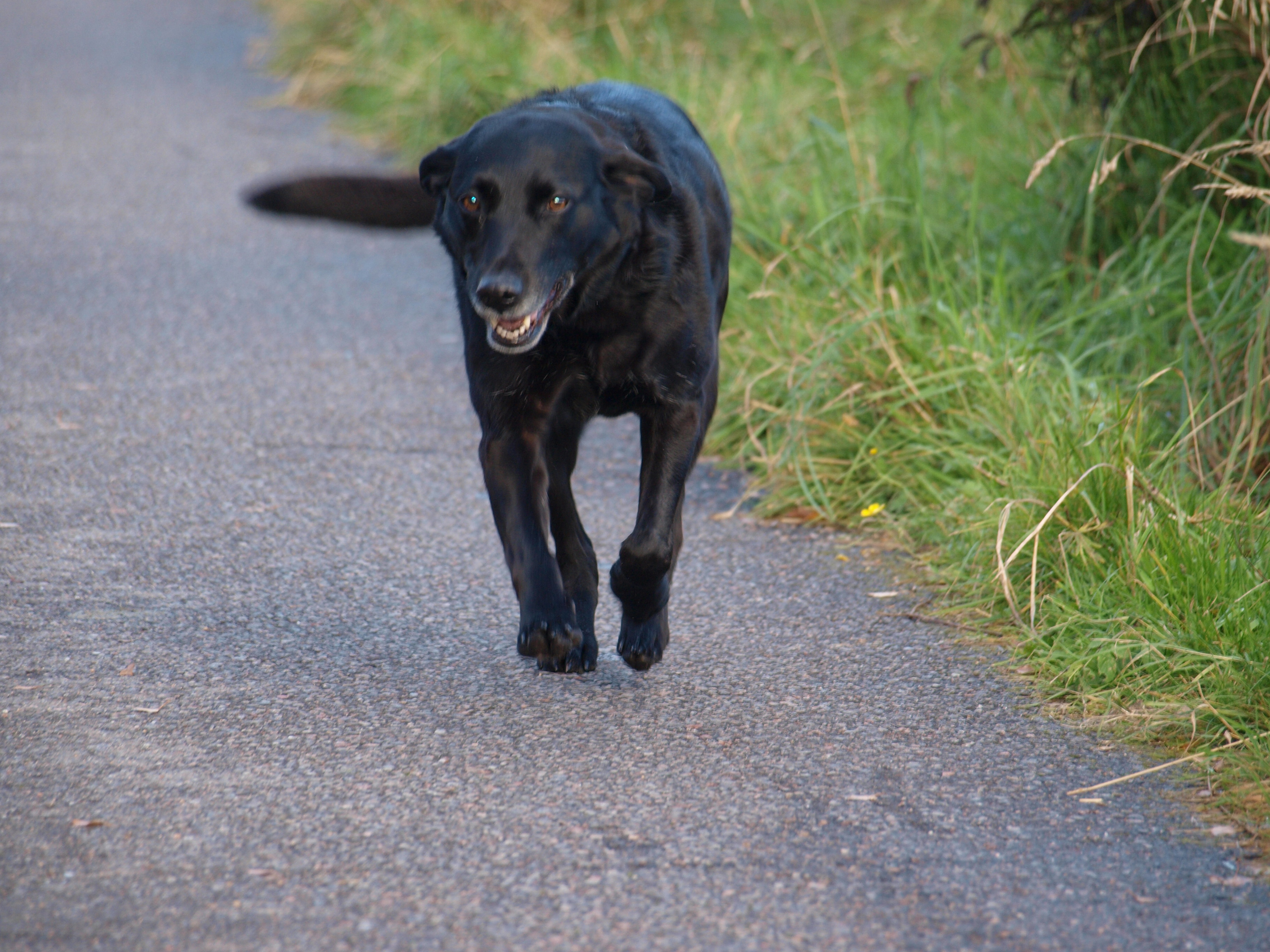 Happy dog on her dog friendly holiday Take your dog on holiday, Dolphin View Cottage is very dog friendly