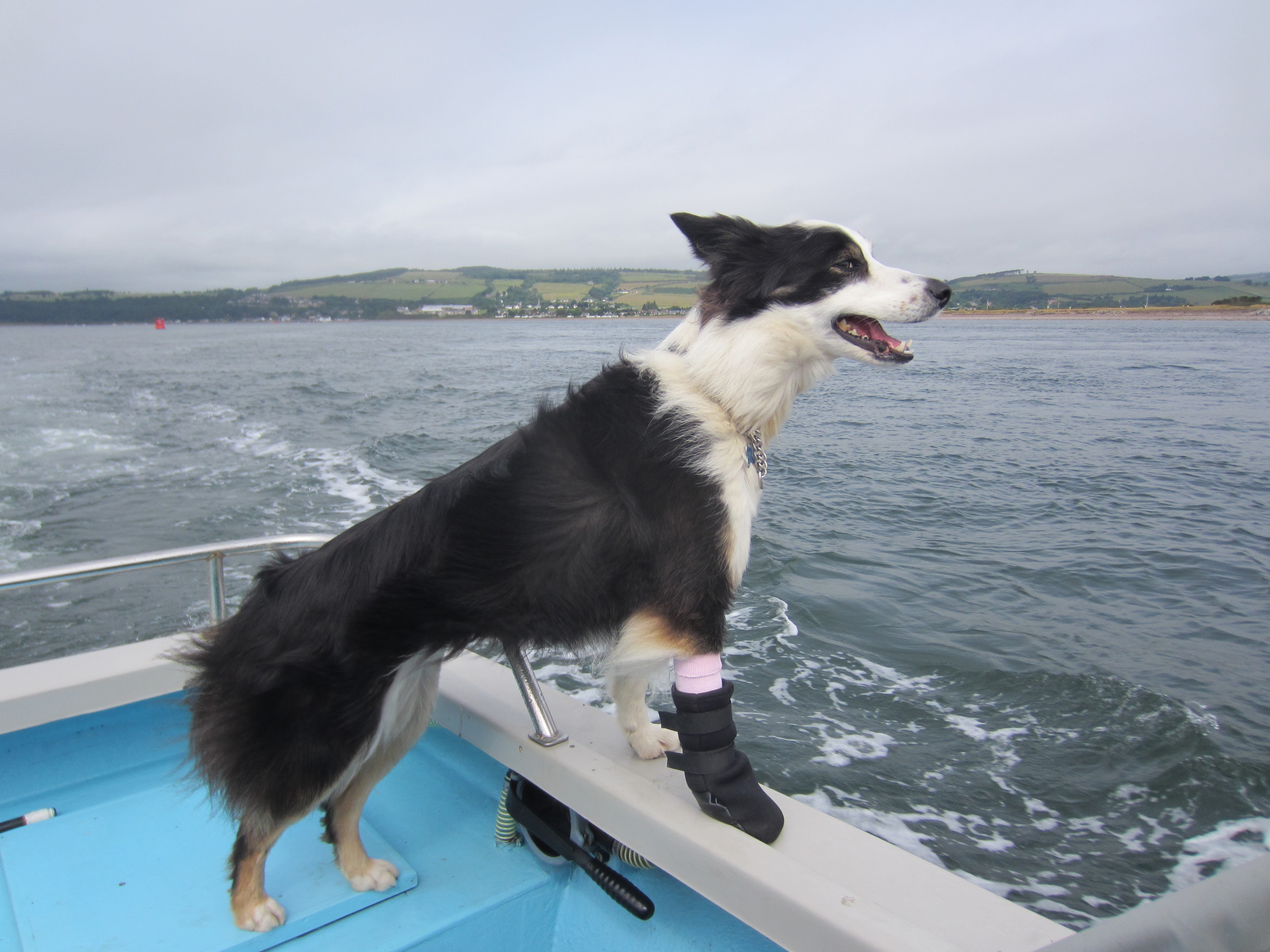 This dog on a dolphin spotting boat trip always knew where the dolphins would be surfacing the dog on a dolphin spotting boat trip on the Moray Firth