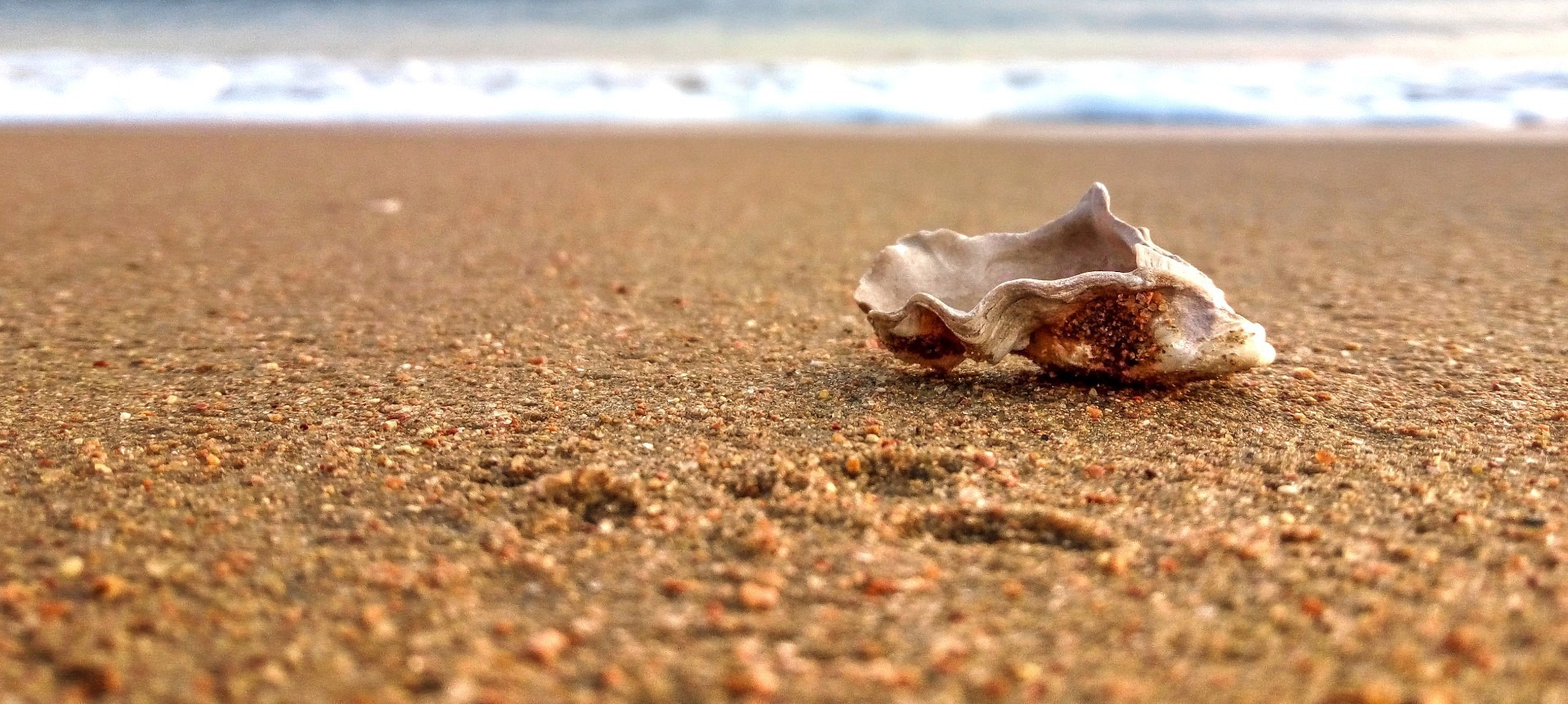 Close-up of an oyster shell on a beach - Sens De La Mer